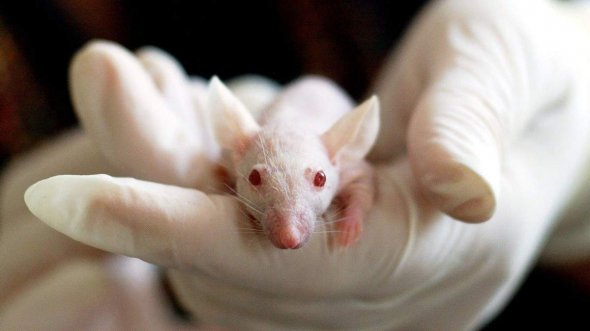 Імунні клітини, які запрограмовані атакувати рак, зменшили пухлини мозку, шкіри і яєчників в дослідженнях на мишах
