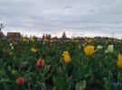 На поле высадили 3 млн тюльпанов. Фото: Укринформ