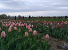 На поле высадили 3 млн тюльпанов. Фото: Укринформ
