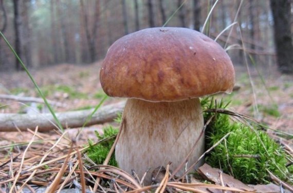 Обычно белые грибы начинают собирать в июне