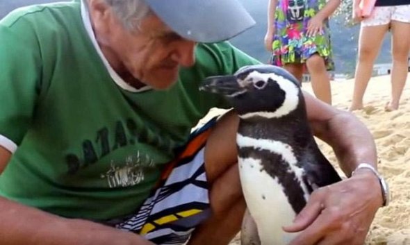 Жоау Перейра помог пингвину, который теперь приходит к нему в гости