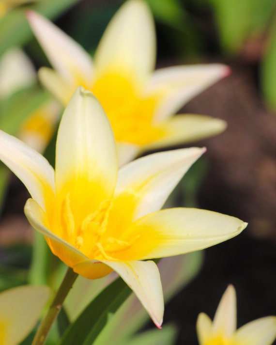У дендропарку Кропивницького зацвіли тюльпани