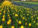 В дендропарке Кропивницкого зацвели тюльпаны