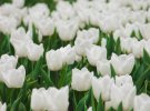 В дендропарке Кропивницкого зацвели тюльпаны