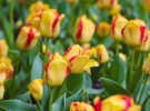 У дендропарку Кропивницького зацвіли тюльпани