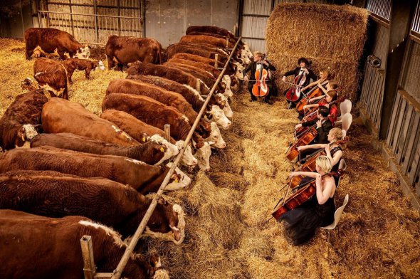 В Дании фермеры устраивают концерты для своих коров, чтобы помочь животным избавиться от стресса.