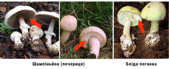 Шампиньон иногда путают с бледной поганкой, хотя грибы имеют различия