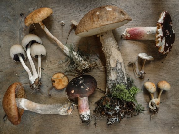 В Україні налічують близько 300 видів грибів