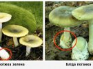 Сироїжку іноді плутають з блідою поганкою, хоча гриби мають відмінності