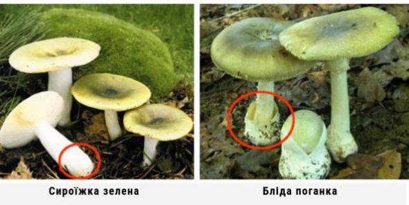 Сироїжку іноді плутають з блідою поганкою, хоча гриби мають відмінності