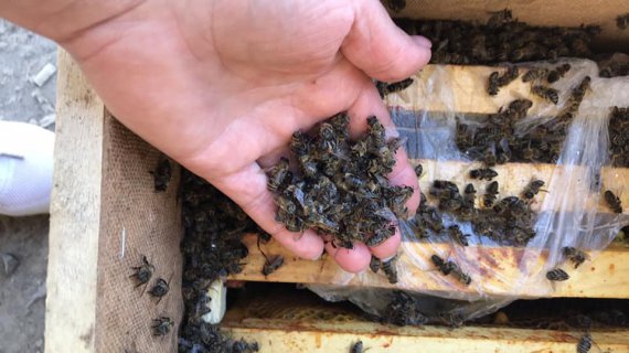 В грузе, который доставляла Укрпочта, погибли 8 млн пчел