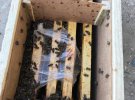 У вантажі, який доставляла Укрпошта, загинули 8 млн бджіл