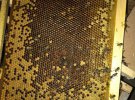 В грузе, который доставляла Укрпочта, погибли 8 млн пчел