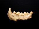 В Італії знайшли скелети неандертальців