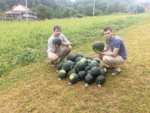 Микола Симчич із села Нижній Березів Косівського району Івано-Франківської області із сином вирощують кавуни. У квітні сіють насіння у стакани, у травні — пересаджують на грядки. Мають сорти Талісман, Фараон, Ред стар і Баскетбол