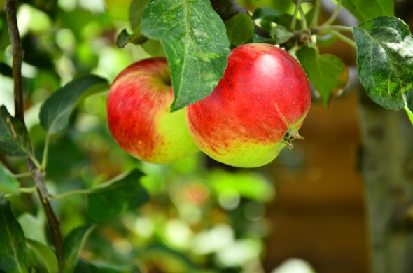 Цьогоріч прогнозують хороший урожай яблук