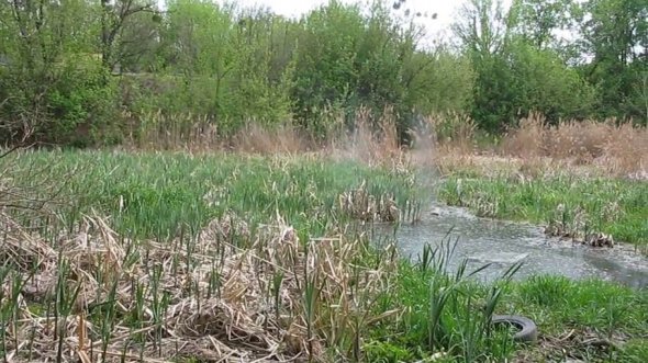 Сейчас же водоем напоминает болото