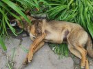 Сколько точно собак отравили в Днепрорудном, пока неизвестно