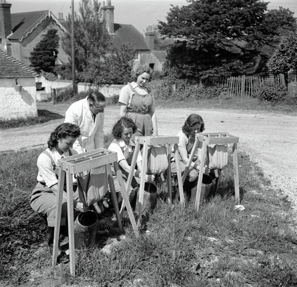 Жінки вчаться на штучних вим’ях доїти корів у британському графстві Сассекс 6 червня 1941-го. Зазвичай це робили чоловіки, але з початком Другої світової війни їх призвали на службу. Працювати стали дівчата й жінки, які називали себе сухопутною армією. Багато з них були з міст і ніколи не мали справи з худобою. Доїти навчали старі фермери протягом тижня
