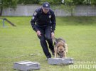 Правоохоронці показали, як на Житомирщині тренують службових поліцейських собак