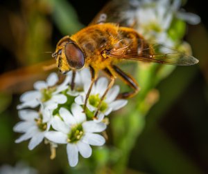 Укус пчелы может вызвать аллергию чаще, чем других представители данного вида. 