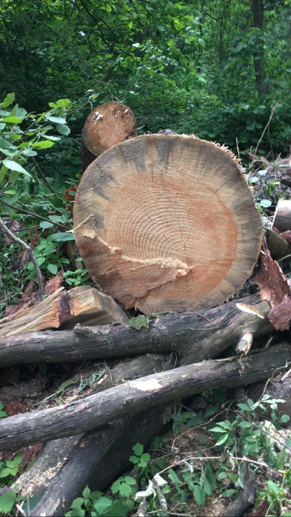Жителі знесли паркан забудовника, сільський голова відсидівся "поза зоною доступу"