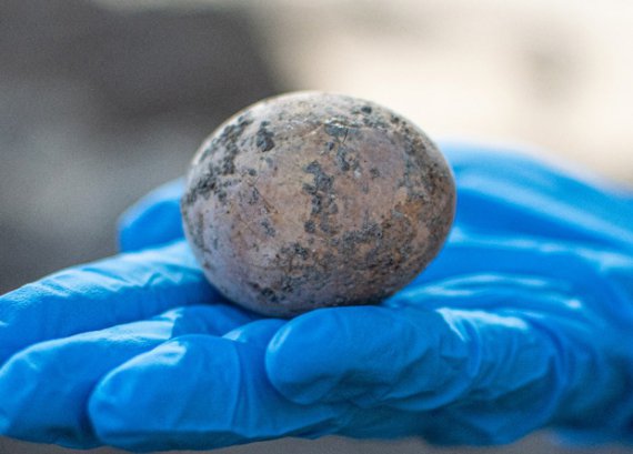 Археологи нашли в Израиле древнее яйцо