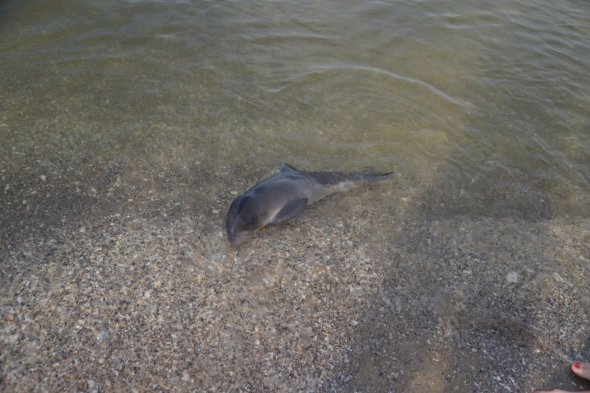 Дельфіня запливло у Дніпровсько-Бузький лиман і намагалося потрапити у Чорне море, однак наштовхнулося на Кінбурнську косу