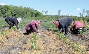 Працівники кооперативу ”Як бджола” в селі Боложинів Золочівського району Львівської області мульчують грядки суниць. Цього сезону планують зібрати п’ять тонн ягід