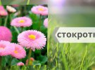 Как по- украински правильно называются цветы
