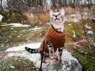 Кіт із Фінляндії володіє унікальними вміннями. Знає та виконує понад 50 трюків.