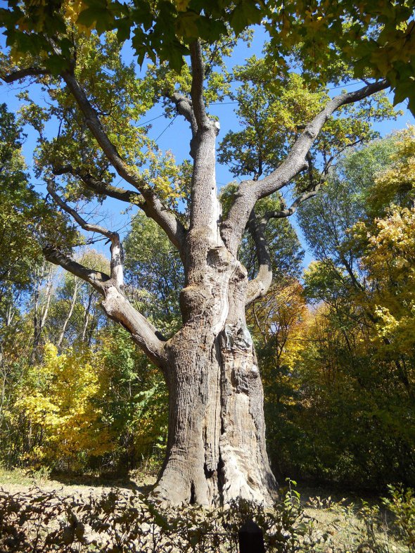 1100-літній дуб Максима Залізняка росте в урочищі Холодний Яр за селищем Будою на Черкащині. Широта обхвату стовбура становить 9 метрів, висота — 30 метрів.