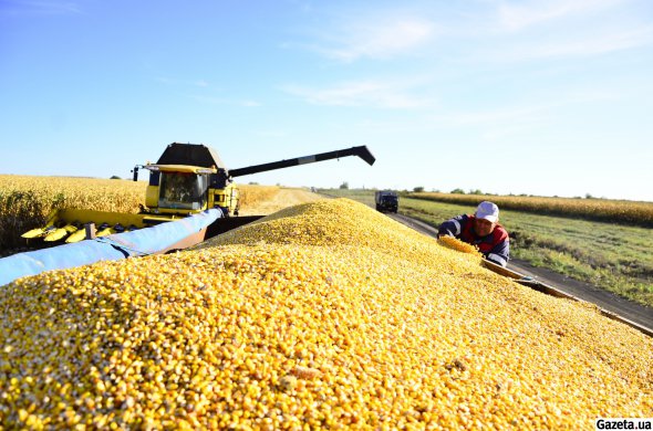 Більшість фермерів в Україні сіють кукурудзу, пшеницю, соняшник і сою
