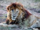 Природною смертю помер «найвідоміший лев в світі»  Лев зі шрамом на морді, якого називали «найвідоміший лев в світі», помер природною смертю у віці 14 років в Кенії.  Король звірів і найстаріший лев в заповіднику «Масаї Мара» був відомий величезним шрамом на правому оці. Про це пише Daily Mail.  У нього була власна сторінка в Facebook, і він знявся в декількох документальних фільмах, в тому числі в «Щоденнику великих кішок» від BBC.  Величезна територія на території таборів ангел в ісламі і Ашніл колись належала йому і його трьом братам. Захисники природи заявили, що лев, який зазвичай живе 10-14 років, став худим і хворобливим перед смертю.  «Він помер спокійно, без будь-яких перешкод з боку машин чи гієн. Ми були єдиною машиною на місці події і поруч з ним, сподіваючись доставити йому хоч якийсь комфорт », - написали представники заповідника.  Лев за життя отримав серію травм і був поранений списом воїна масаїв, який намагався захистити свою худобу. Він отримав шрам на оці під час бою з іншими звірами, коли йому було всього чотири роки. Ветеринари не раз обробляли його відкриту рану, запобігаючи зараженню. Захисники природи описали лева як сильного і харизматичного лідера, чому сприяв його образ зі шрамом.  Лев помер в поважному віці 14 років / Getty Images