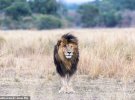 Природною смертю помер «найвідоміший лев в світі»  Лев зі шрамом на морді, якого називали «найвідоміший лев в світі», помер природною смертю у віці 14 років в Кенії.  Король звірів і найстаріший лев в заповіднику «Масаї Мара» був відомий величезним шрамом на правому оці. Про це пише Daily Mail.  У нього була власна сторінка в Facebook, і він знявся в декількох документальних фільмах, в тому числі в «Щоденнику великих кішок» від BBC.  Величезна територія на території таборів ангел в ісламі і Ашніл колись належала йому і його трьом братам. Захисники природи заявили, що лев, який зазвичай живе 10-14 років, став худим і хворобливим перед смертю.  «Він помер спокійно, без будь-яких перешкод з боку машин чи гієн. Ми були єдиною машиною на місці події і поруч з ним, сподіваючись доставити йому хоч якийсь комфорт », - написали представники заповідника.  Лев за життя отримав серію травм і був поранений списом воїна масаїв, який намагався захистити свою худобу. Він отримав шрам на оці під час бою з іншими звірами, коли йому було всього чотири роки. Ветеринари не раз обробляли його відкриту рану, запобігаючи зараженню. Захисники природи описали лева як сильного і харизматичного лідера, чому сприяв його образ зі шрамом.  Лев помер в поважному віці 14 років / Getty Images