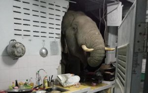 В Таиланде слон проломил стену дома. Фото: dailymail 