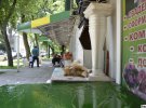 Кот Федор живет на цветочном рынке в Полтаве