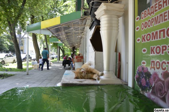Кіт Федір живе на квітковому ринку в Полтаві