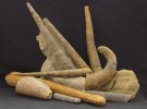 Коллекционер собрал более тысячи древних окаменелостей