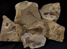 Колекціонер зібрав понад тисячу давніх скам'янілостей