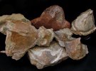 Коллекционер собрал более тысячи древних окаменелостей