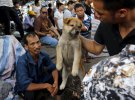 Гастрономический фестиваль, на котором едят собак. Животных мучают перед тем, как убить / Reuters