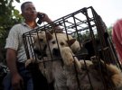 Гастрономічний фестиваль, на якому їдять собак. Тварин мучать перед тим, як вбити / Reuters