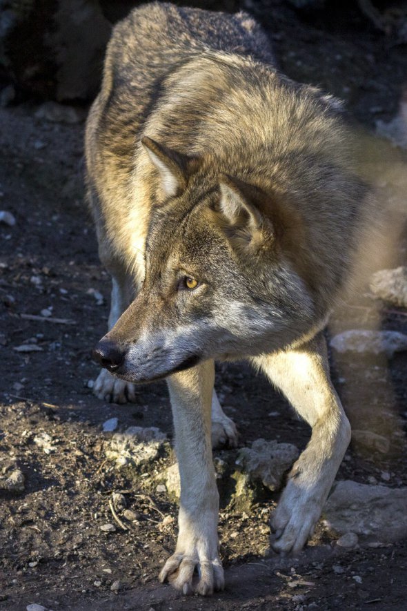 Волки на Донбассе выходят к людям в поисках еды, нападают и кусают собак