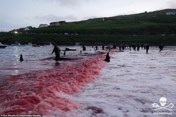 Последствие охоты на гринд на Фарерских островах / Sea Shepherd Conservation Society