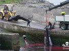 Наслідки полювання на грінд на Фарерських островах / Sea Shepherd Conservation Society