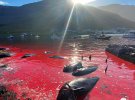 Последствие охоты на гринд на Фарерских островах / Sea Shepherd Conservation Society