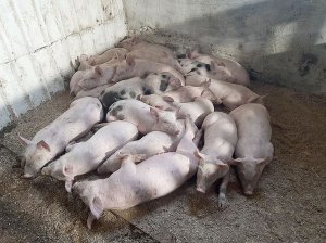 Порода свиней Українська степова біла добре відгодовується. Тварини важать по 250–400 кілограмів. Плодючість 11–12 поросят в опоросі