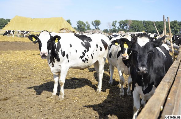 Поголовье коров в Украине постоянно сокращается