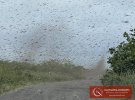 На Камчатці зняли на відео смерч з комарів. Фото: kamchatinfo